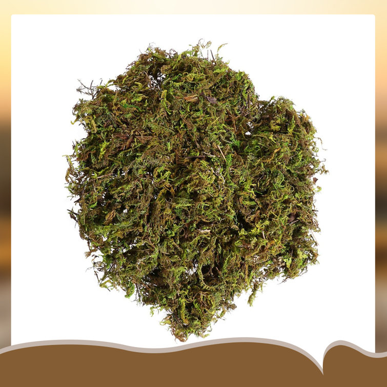 Primrue 5'' Faux Moss Tree in Ceramic Planter Wayfair Canada